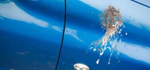 Read more about the article Як захистити автомобіль від пташиного посліду!